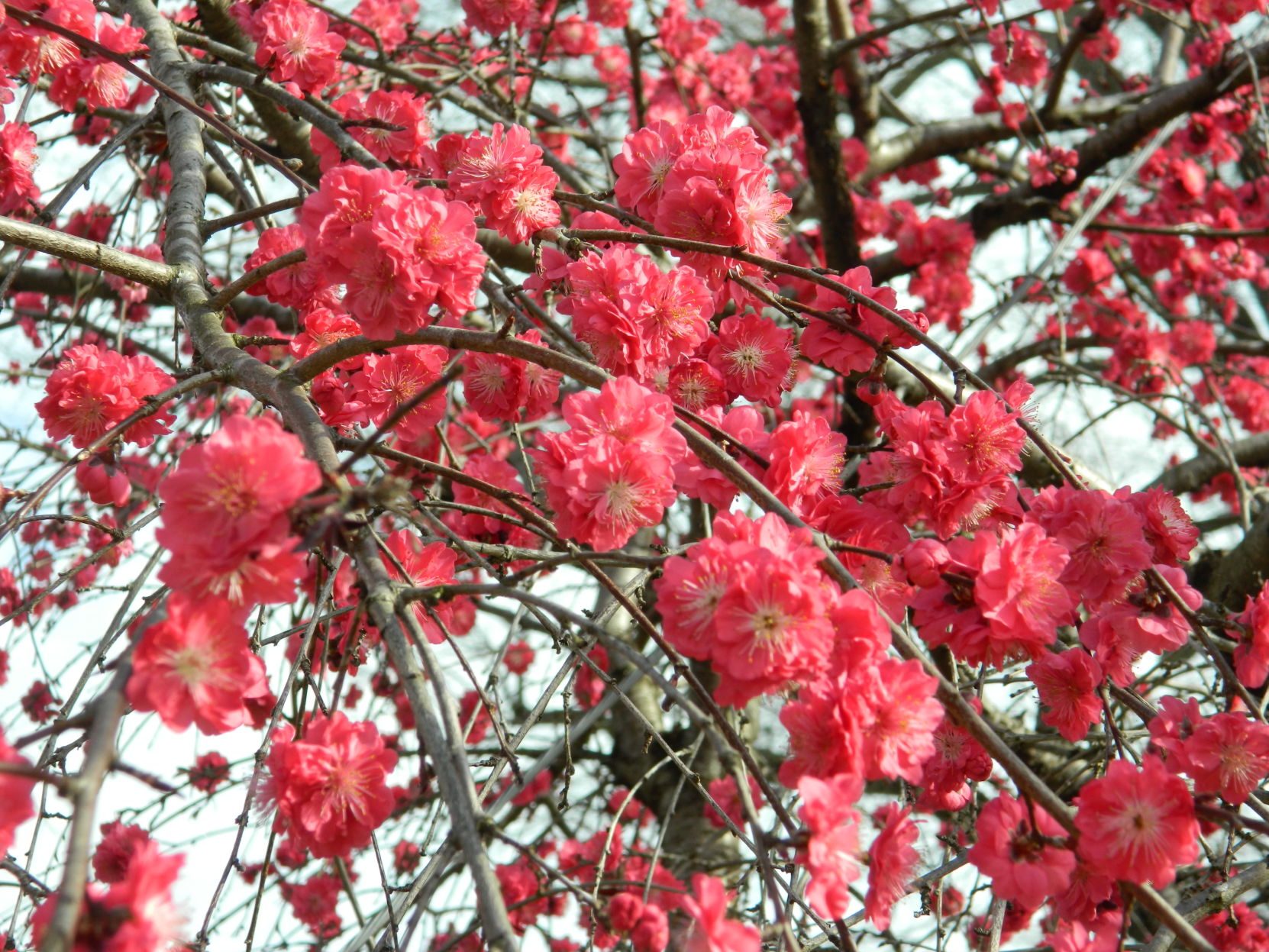 Spring photos (34).JPG